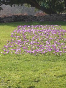 crocuses 2013