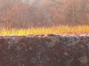 mossy wall